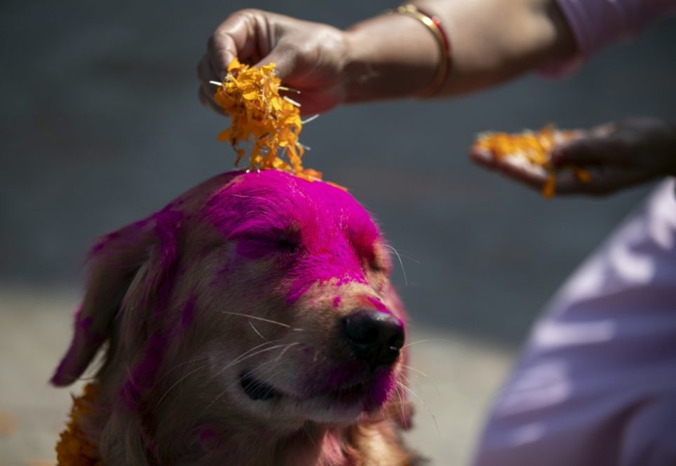 A Nepalese woman puts marigold petals on a police dog during Tihar festival celebrations at a kennel division in Kathmandu, Nepal, Wednesday, Nov. 3, 2021. The festival is marked as Tihar, also known as Deepawali, in neighboring Nepal. There, the five-day celebrations began Tuesday and people thronged markets and shopped for marigold flowers, which hold huge cultural significance during the festival. On Wednesday, devotees celebrated dogs that are regarded as the guardian of the Hindu death god Yama. (AP Photo/Niranjan Shrestha)