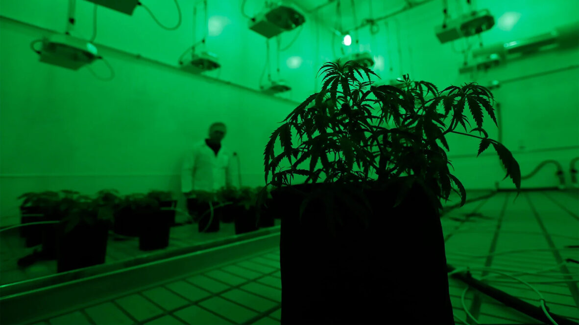 Marijuana plants grow under green lights to simulate night in a vegetation room at Compassionate Cultivation, a licensed medical cannabis cultivator and dispensary, on Dec. 14, 2017, in Manchaca, Texas. (AP Photo/Eric Gay)