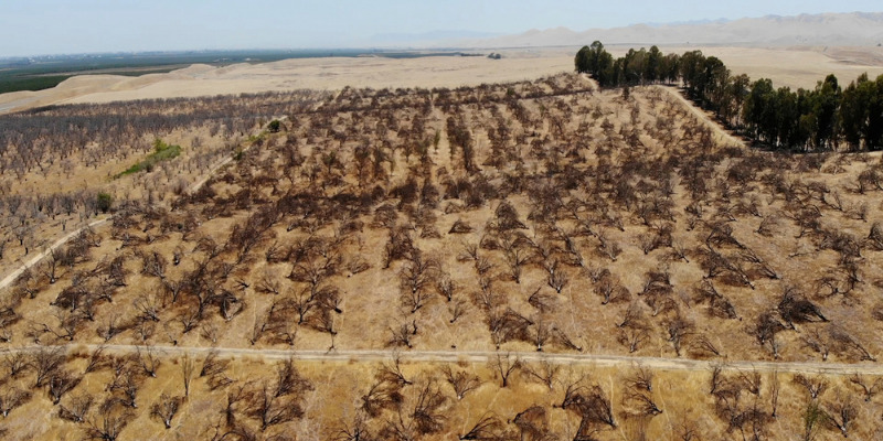 In this aerial photo is an abandoned almond orchard in Newman, Calif., on July 20, 2021. California's deepening drought threatens its $6 billion almond industry, which produces about 80 percent of the world's almonds. As water becomes scarce and expensive, some growers have stopped irrigating their orchards and plan to tear them out years earlier than planned. (AP Photo/Terry Chea)