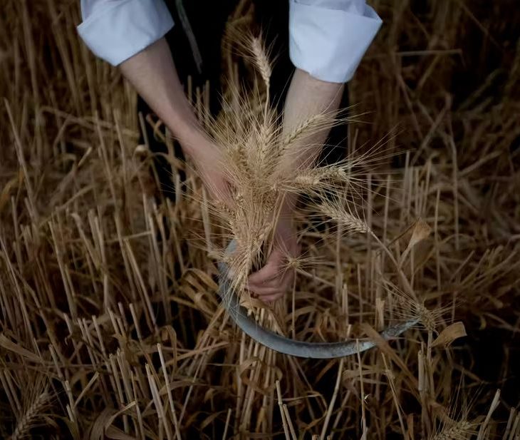 Person's hands harvesting wheat with blade