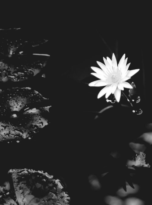 Photo of a lily signifying life in the midst of the unknown. Photo courtesy of Stanton