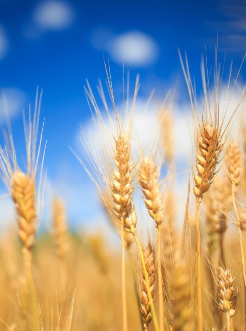Wheat field. (Bachkova Natalia/Shutterstock)