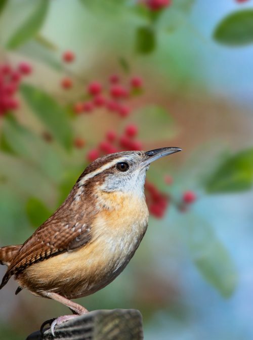 Carolina wren perched on a holly tree. (Bonnie Taylor Barry/Shutterstock)